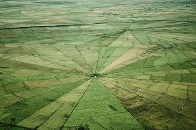 High angle view of agricultural landscape