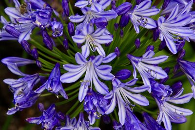 Close-up of blue flowers