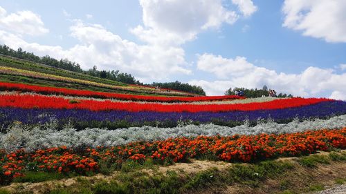 Scenic view of flower field against sky