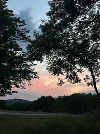 tree