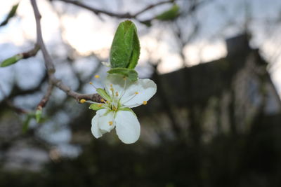 Close-up of white cherry blossom plant