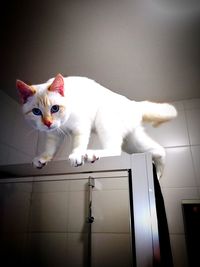 Portrait of cat sitting on floor