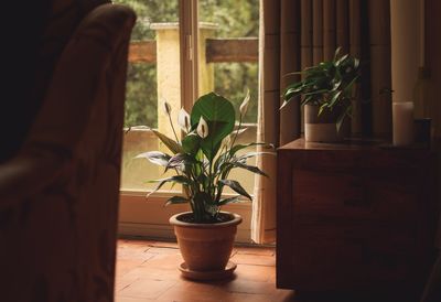 Potted plant on window sill at home