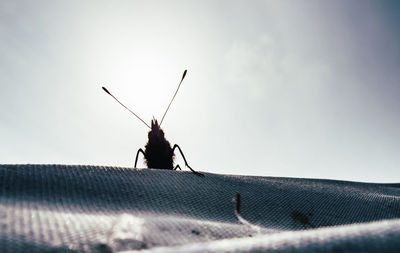 Surface level of insect against clear sky