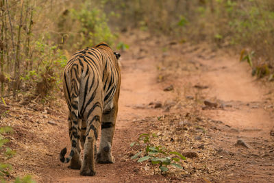 Rear view of tiger walking