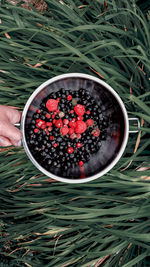 High angle view of hand holding berries