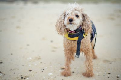 Bobbie dog ready for a swim