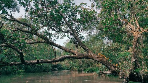 Trees by lake