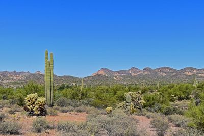 Plants growing in desert against clear blue sky