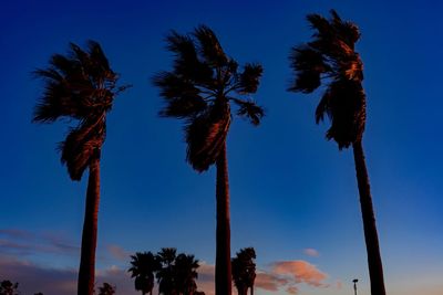 Low angle view of coconut palm trees against blue sky