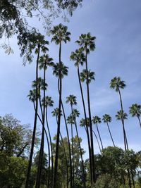 Low angle view of coconut palm trees against sky
