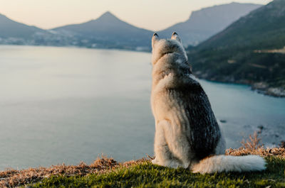View of bird in lake