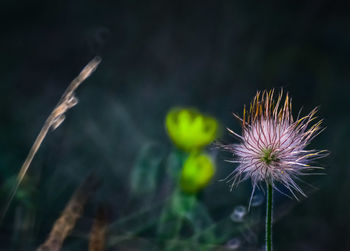 Close-up of flower against blurred background