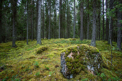 Trees growing in forest