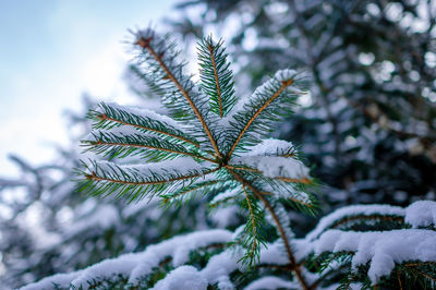 Close-up of snow covered pine tree