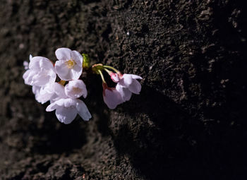 Close-up of fresh white flowers blooming in park