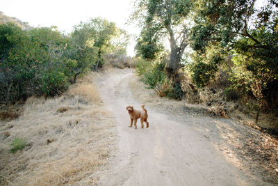 View of a dog on road