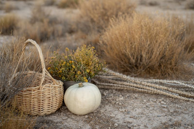 White pumpkin, wildflowers, dried cactus, basket in mojave desert autumn 