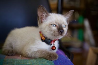 Close-up of kitten relaxing at home