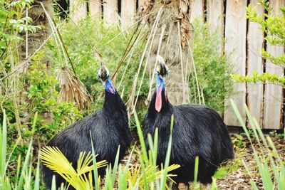 View of two birds on land