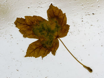 High angle view of maple leaf