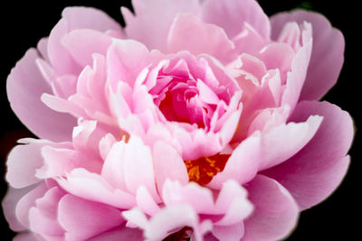 Close-up of pink flower against black background