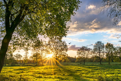 Trees on field against sky