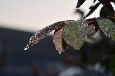 Close-up of raindrops on leaves during winter