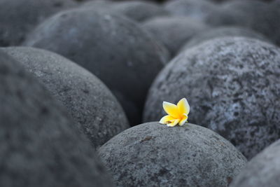 Close-up of frangipani on rock