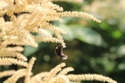 Close-up of insect on flower