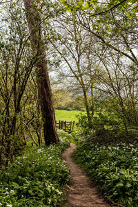 Dirt road amidst trees in forest