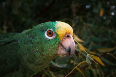 Close-up of a parrot