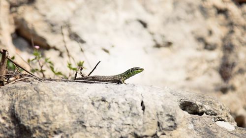 Close-up of lizard on rock