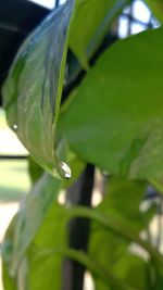 Close-up of fresh green leaf