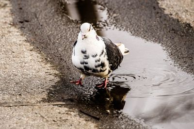 Dove, water, reflection, dove walk