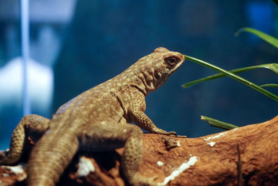 Close-up of a lizard