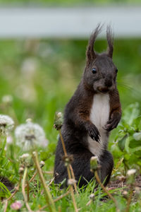 Squirrel in a meadow