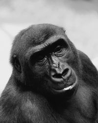 Close-up of gorilla looking away