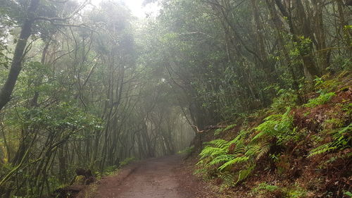 Trail amidst trees in forest