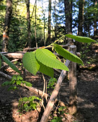 Close-up of leaves in forest