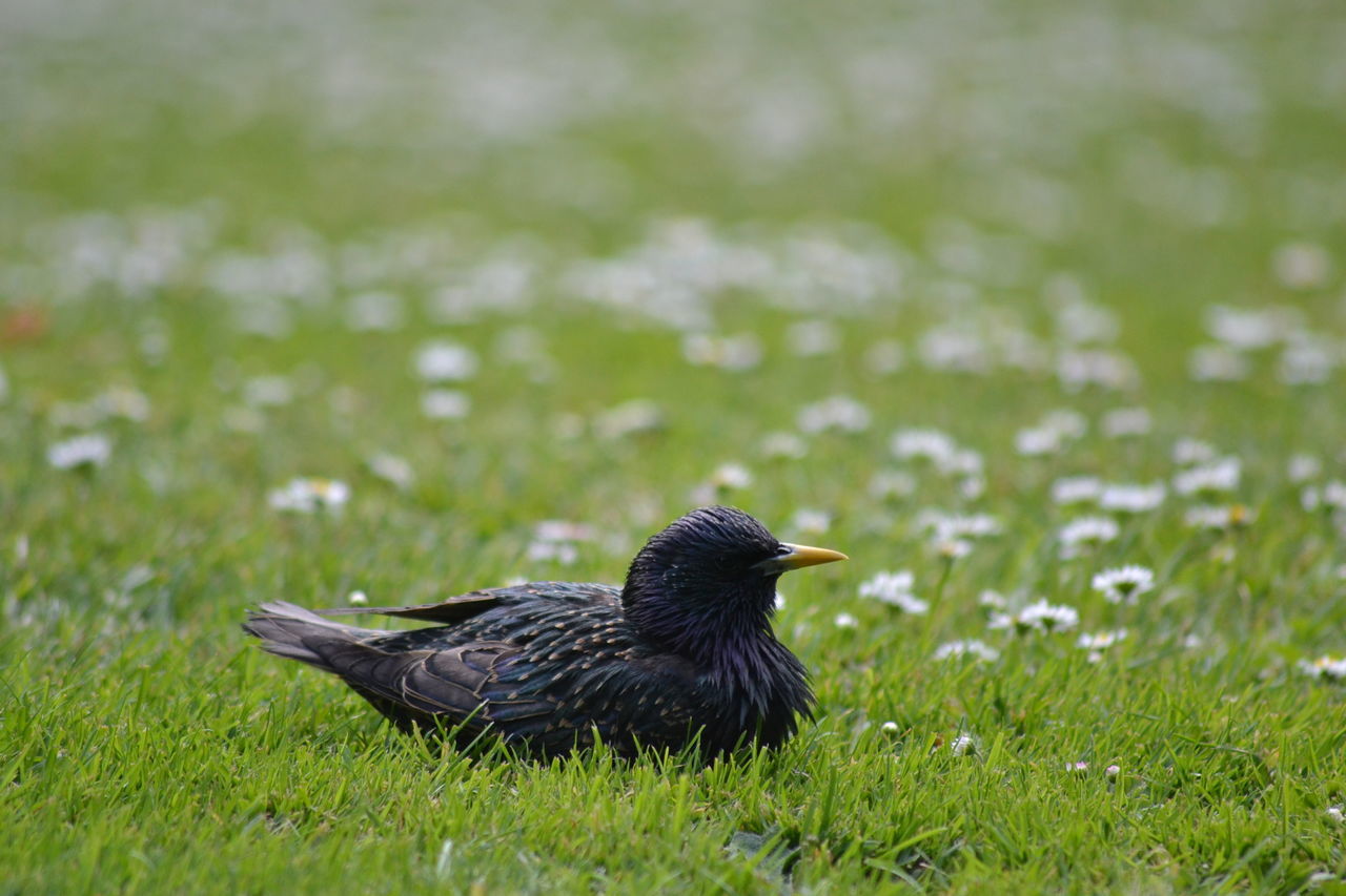 BLACK BIRD PERCHING ON GRASS