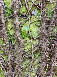 Trees growing in forest