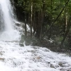 Scenic view of waterfall in forest