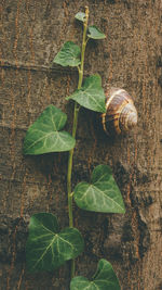 High angle view of snail on leaves