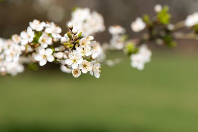 Close-up of white cherry blossom