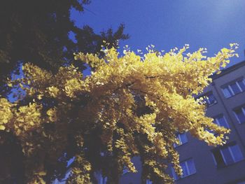 Low angle view of trees against blue sky
