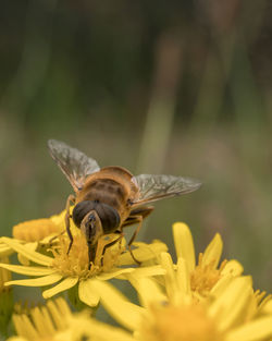 Drinking bee 