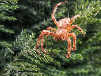 Close-up of insect on plant