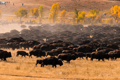 Herd of buffalo in a field