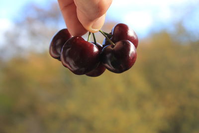 Close-up of hand holding strawberry